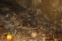 فيديو وصور: أكثر من 3 أعوام على اكتشاف المقابر الجماعية في الكازاخانة بمدينة يافا